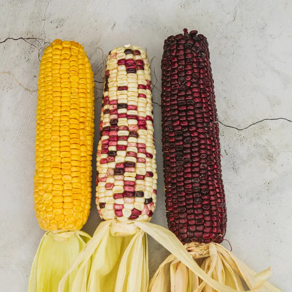 sweetcorn, waxy maize and purple maize from left to right